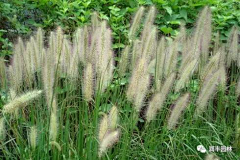 ZOE-zhong采集到观赏草