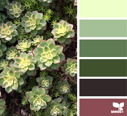 succulent hues