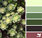 succulent hues