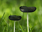  #蘑菇# _真菌_T201941 #率叶插件，让花瓣网更好用_http://jiuxihuan.net/lvye/#