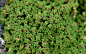 四棱蚤缀 Arenaria tetraquetra ，石竹科蚤缀属（无心菜属）。