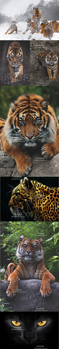 獠牙去牙疗采集到Amazing animal