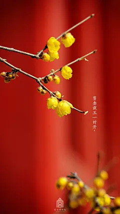 #爱上这座城#二月三日，立春，东风吹开腊梅。 ​​​​