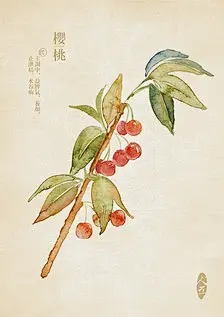 手绘中草药_cynthiayuly图片专辑-堆糖
