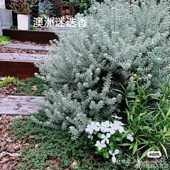 上海木西花园设计采集到植物设计---花灌木