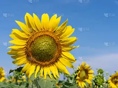 向日葵,Common Sunflower,薰衣草色,农业,无忧无虑,法国,灰色,植物,花