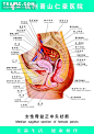 [医疗人体科室挂图-女性骨盆正中矢状断]