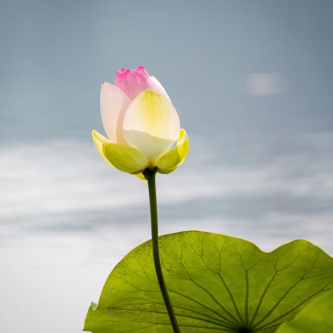 Let the Light In by ...