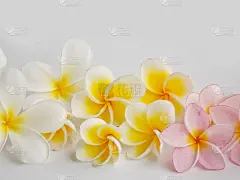 鸡蛋花花
