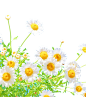 非洲菊雏菊png (9)