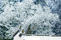 冰与雪_村里人yf的照片 - 微相册694