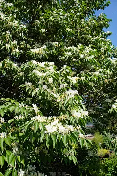 忍冬或紫荆花灌木