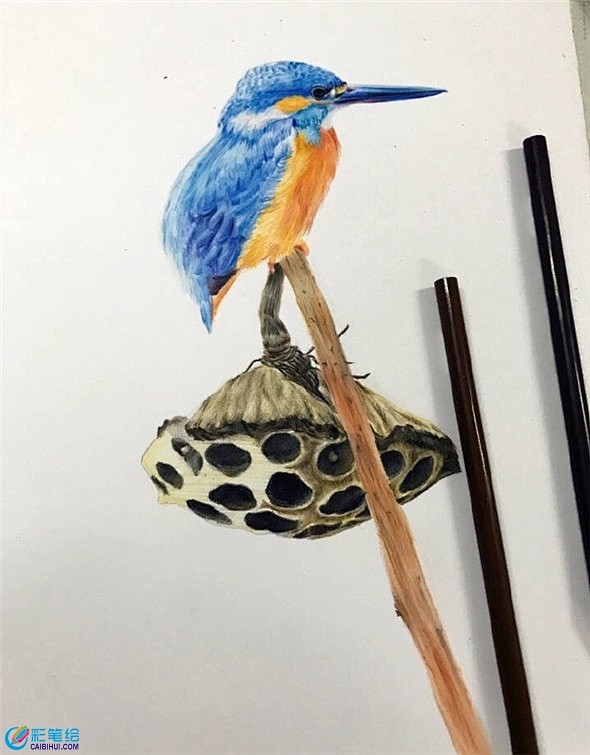 彩铅画动物：彩铅画漂亮的小鸟教程www....