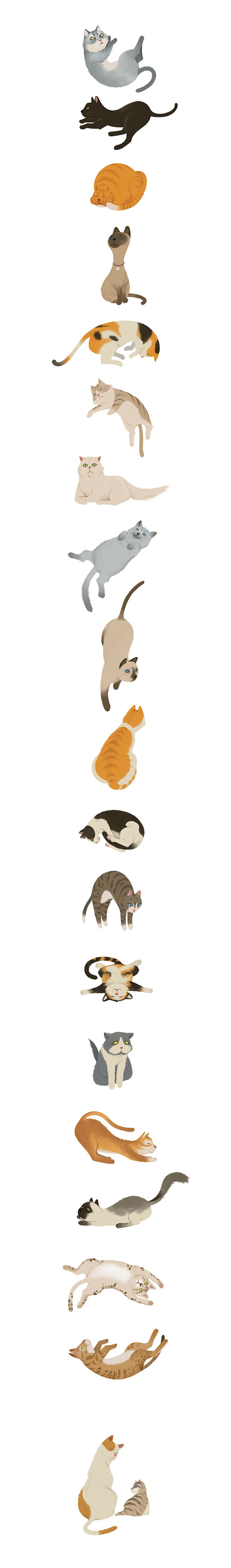 Cats : Various aspec...