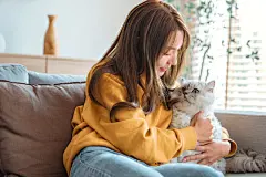 点击来源直接获取大图文件 |Happy young asian woman hugging cute grey persian cat on couch in living room at home, Adorable domestic pet concept.