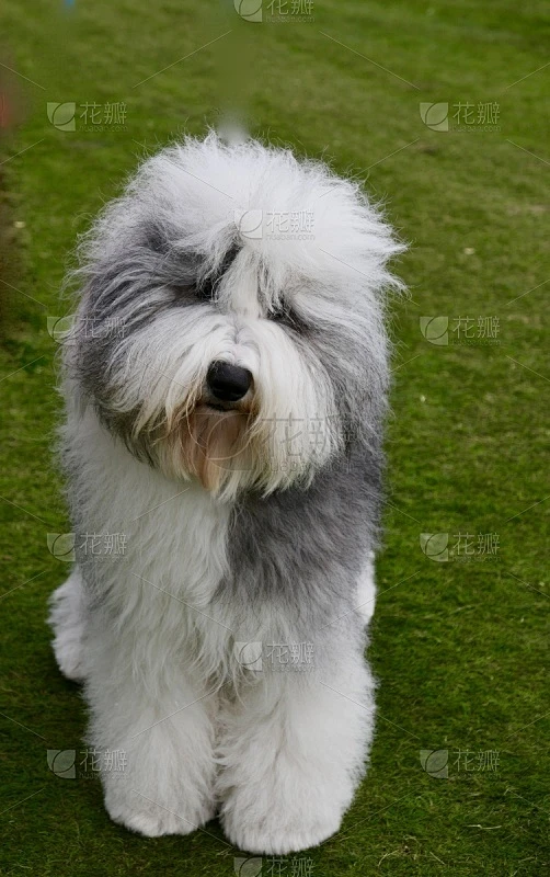 毛绒绒,巨大的,毛发蓬乱,狗,狗屋,纯种犬,宠物项圈,犬恶丝虫,牧羊犬,受过训练的狗素材-花瓣网