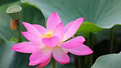 莲花特写电脑桌面壁纸