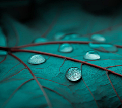 雨点点儿采集到那一点露珠