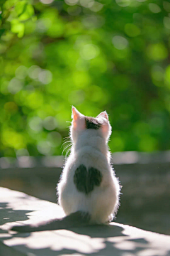 小丫u采集到猫猫