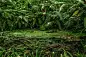 Shades of Green : Shades of green from Cornwall and Madeira