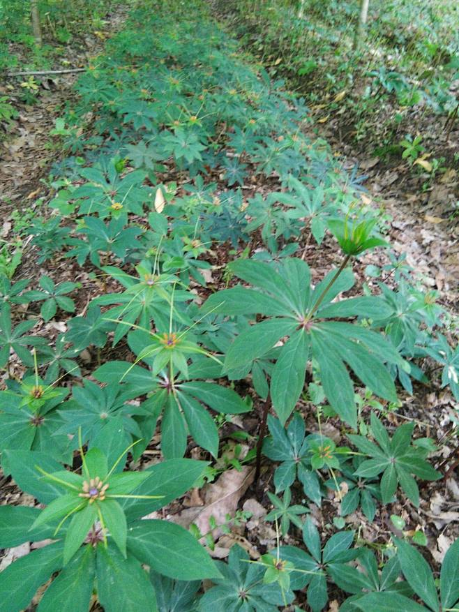 七叶一枝花 植株高35-100厘米，花期4-7月，果期8-11月。 喜温，喜湿、喜荫蔽，但也抗寒、耐旱，惧怕霜冻和阳光。年均气温13-18 ...