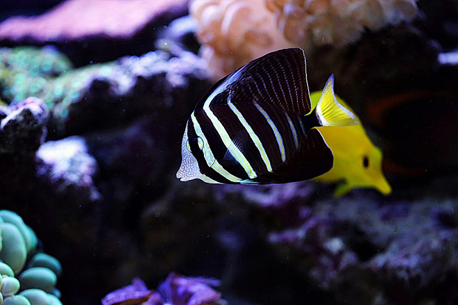 奇幻浪漫水族馆_生态_POCO摄影