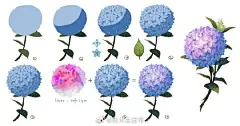 不同花卉的绘画参考 ​​​​