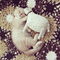 I'm not sure if I'm pinning this because of the crochet, the lamb, or the kitten....this is just too adorable! #萌#