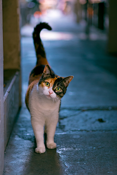 知许不许采集到M阿猫阿狗