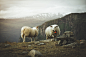 Norway, Jotunheimen National Park Sheeps by Flar Foster on 500px