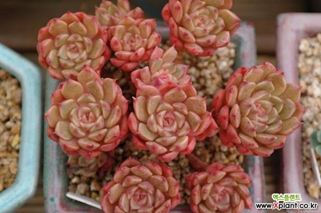 维也纳get塞(목질陆植物。)