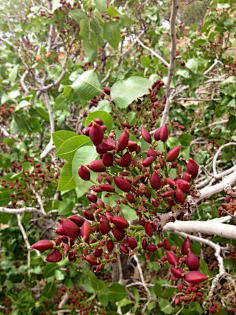 com川滇花楸1慕monlhr采集到水果1采集1慕monlhr采集到水果采集