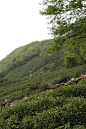 茶山素材