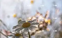 雏菊 花壁纸 大白菊 花 开花 滴 露珠 逆光 植物 自然