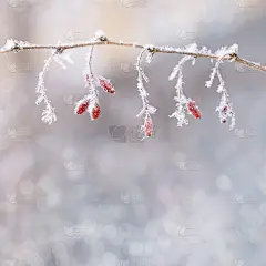 冷冻红莓。宁静自然的冬季背景。阳光灿烂的冬日。含蓄的自然之美，潮流的色彩。