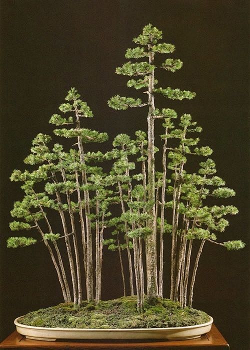 日本盆景大师木村政彦masahikokimura作品67676767