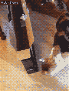 一只不清楚自己体型的猫。。。