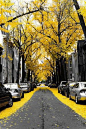 黃色的銀杏樹葉，華盛頓。 #街景#