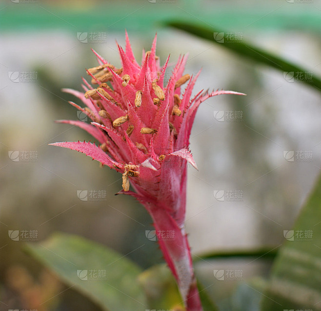 粉红凤梨花春季开花的宏观观察(凤梨科Ae...