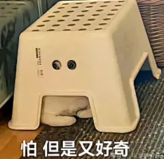 猫咪表情包
