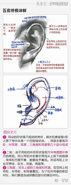 白鹿猿采集到素描人像结构