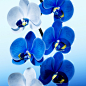 Flora - Orchid :: Behance
