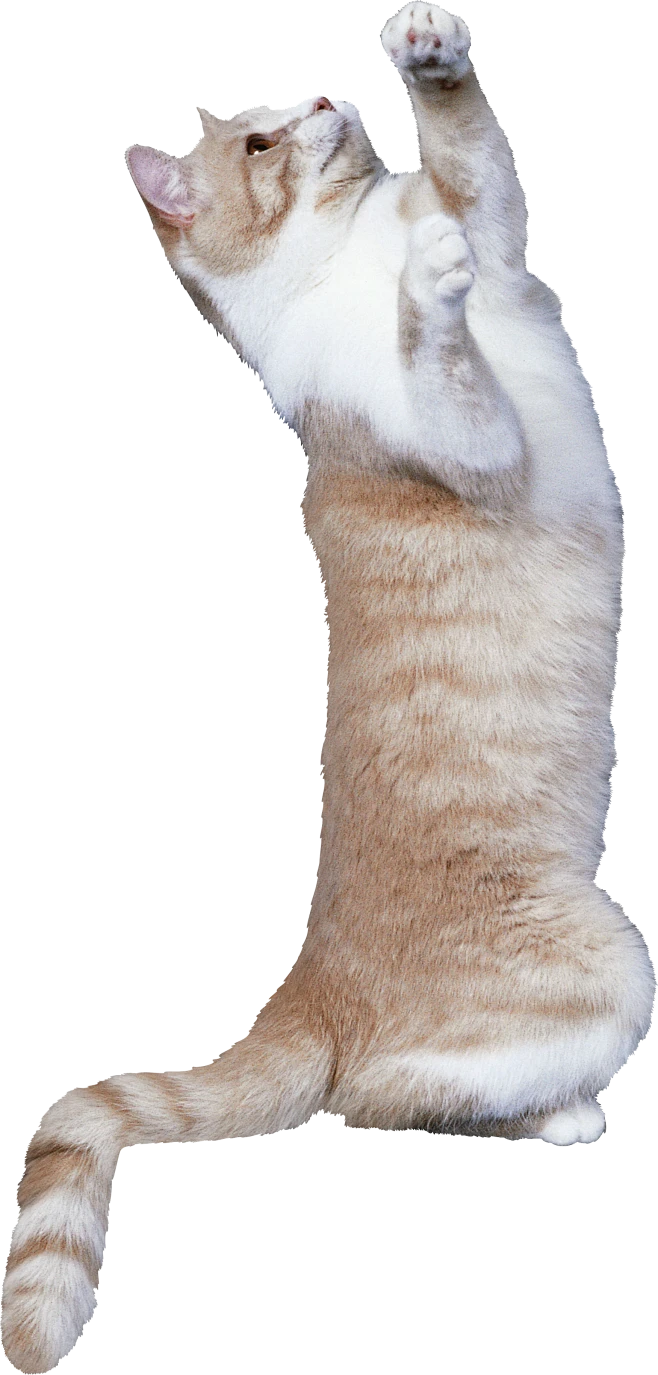 猫PNG图片png免抠素材透明图素材 猫咪 可爱猫 小猫PNG免扣素材-花瓣网