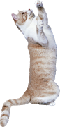 猫PNG图片png免抠素材透明图素材 猫咪 可爱猫 小猫PNG免扣素材