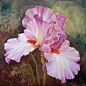 Marianne Broome 水彩画 