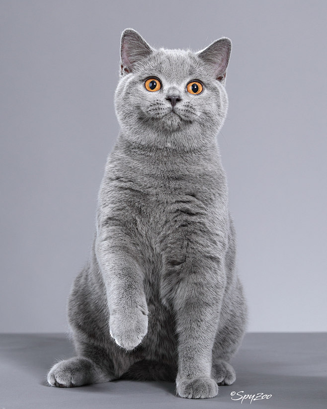 british shorthair : ...