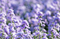 Free photo beautiful purple flowers in nature