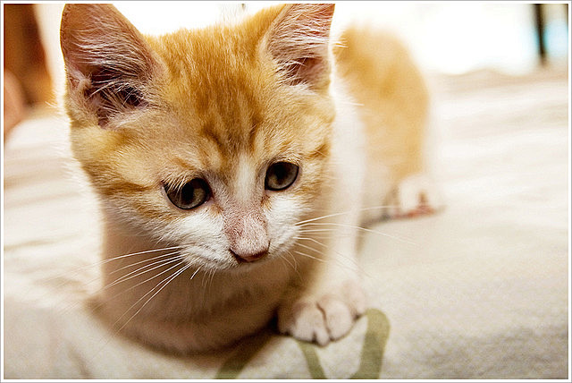 Cat | Flickr – 相片分享！