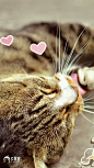 萌萌哒猫咪可爱配图
#猫咪##萌宠# #喵星人#