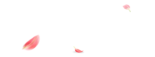 花瓣飘飞